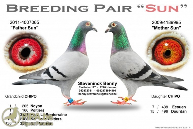 breeding_pair_sun