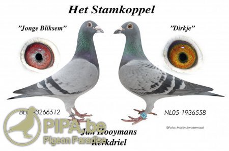 His top class pair "Het Stamkoppel"