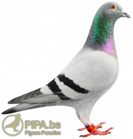 Super Romeo: 1st Nat. Ace Pigeon Long Distance Yearlings KBDB 2013
