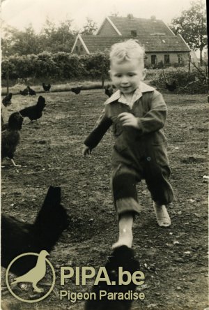 Gerard chasing the chickens
