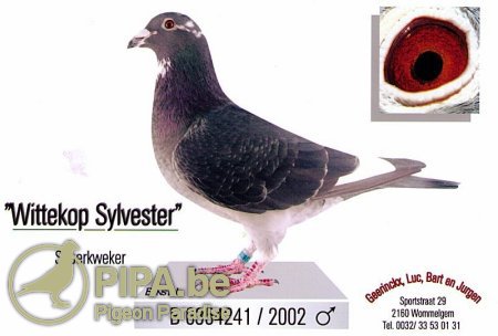Top class breeder Wittekop Sylvester, grandfather of 2nd Nat Argenton